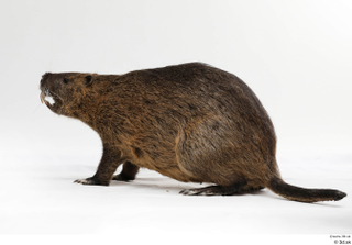 Nutria whole body 0013.jpg